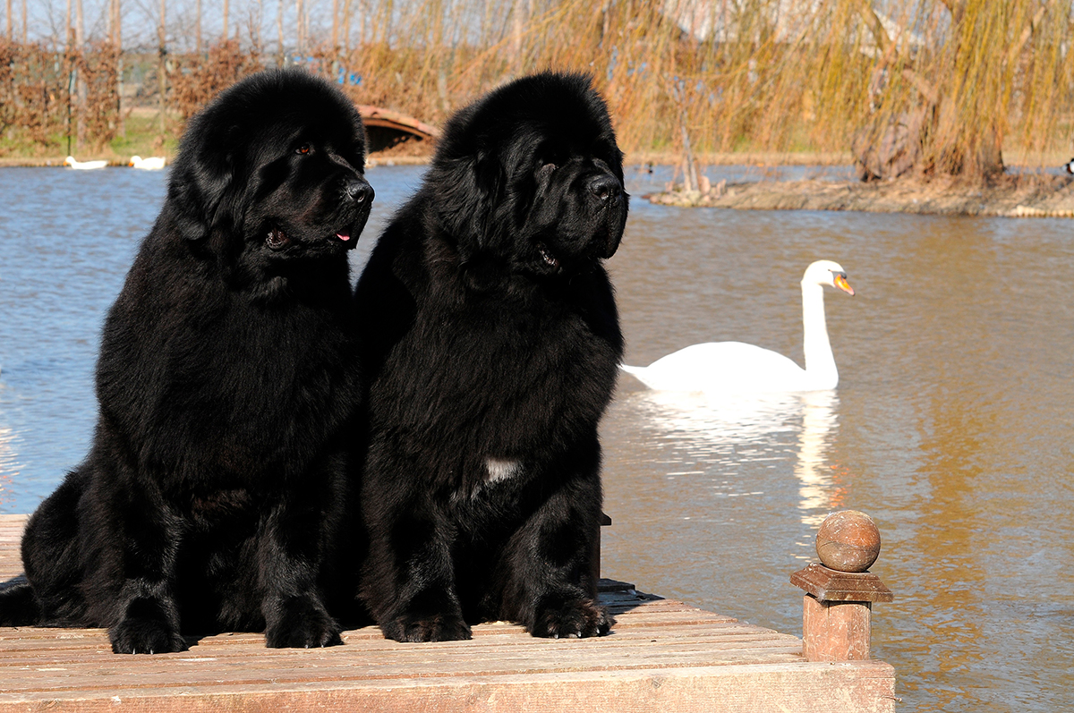 Origen de la raza Terranova