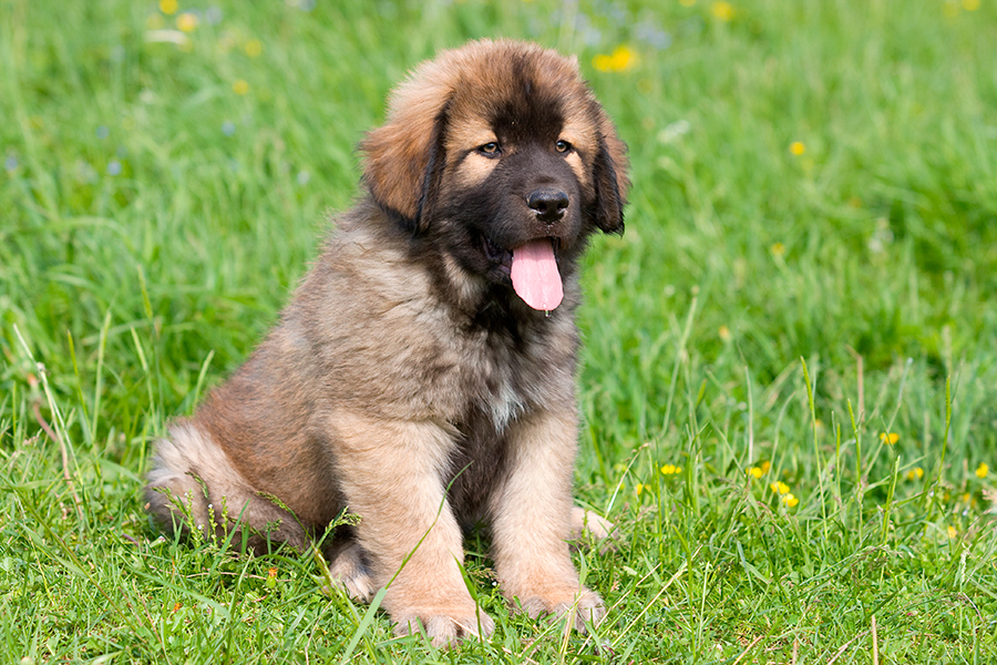 cachorro de Mastin Espanol