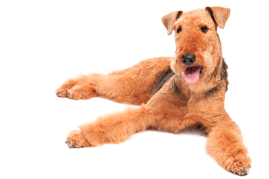 ejemplar de Airedale