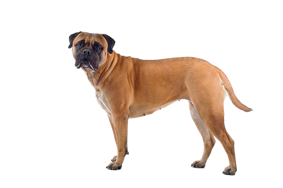 ejemplar de Bullmastiff