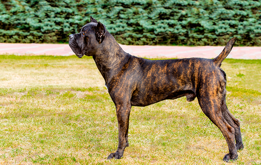 ejemplar de Cane Corso