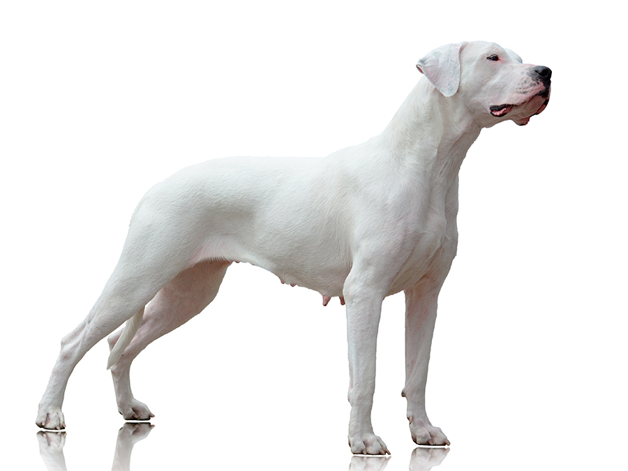 ejemplar de Dogo Argentino