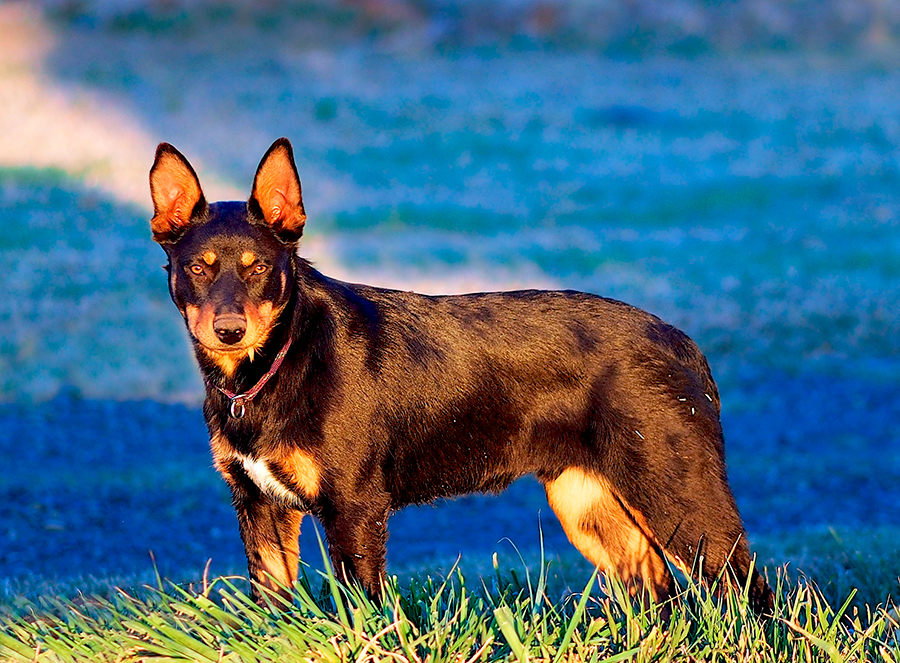 ejemplar de Kelpie Australiano