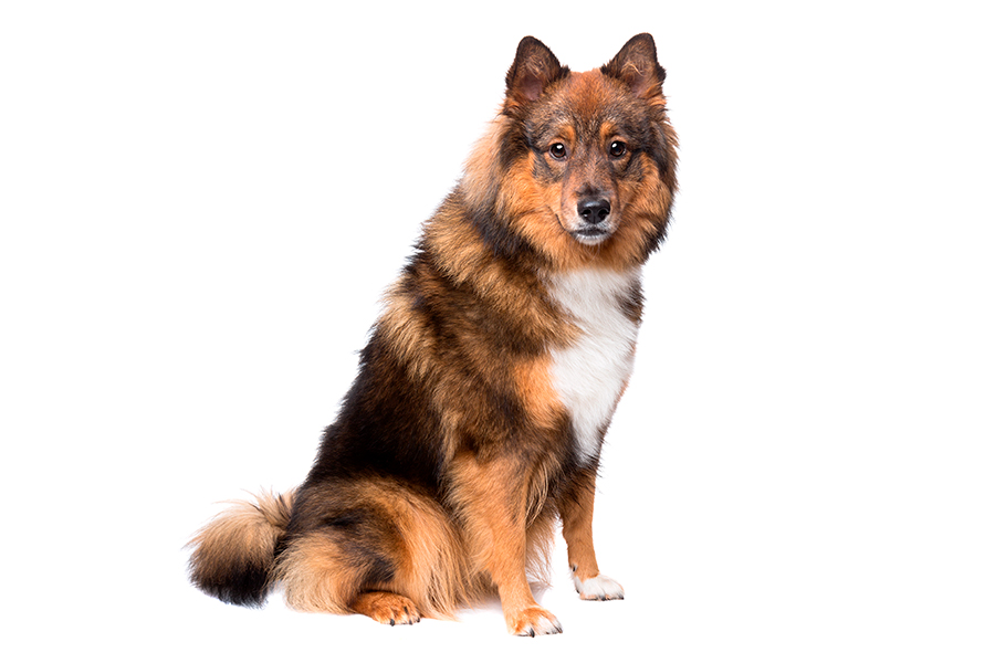 ejemplar de perro Eurasier