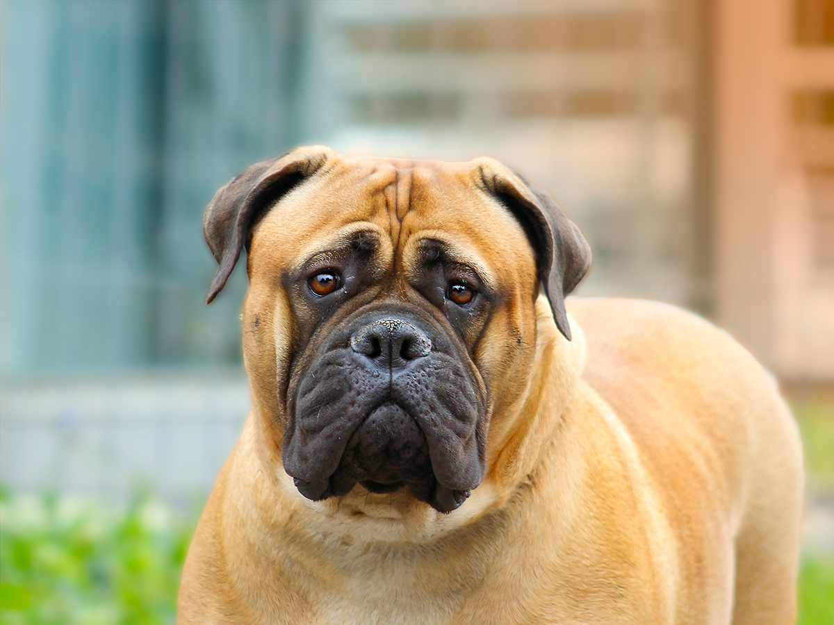 historia de la raza Bullmastiff
