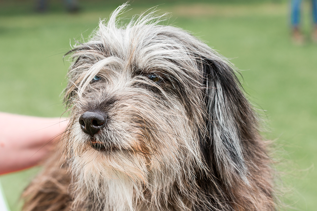 historia de la raza Pastor del Pirineo