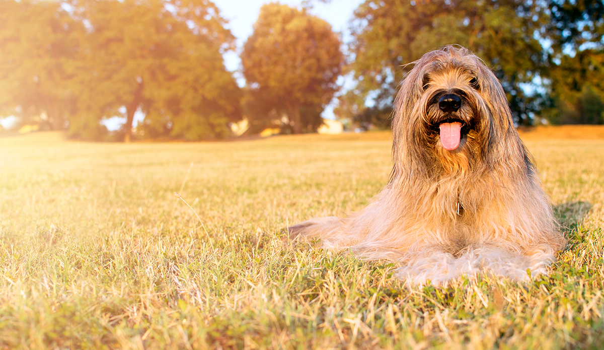historia del Pastor Catalan
