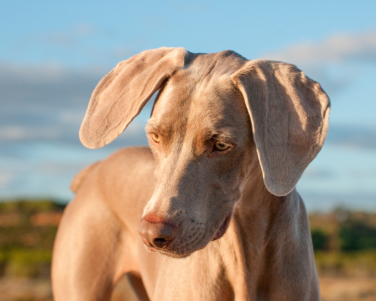 origen de la raza Braco de Weimar