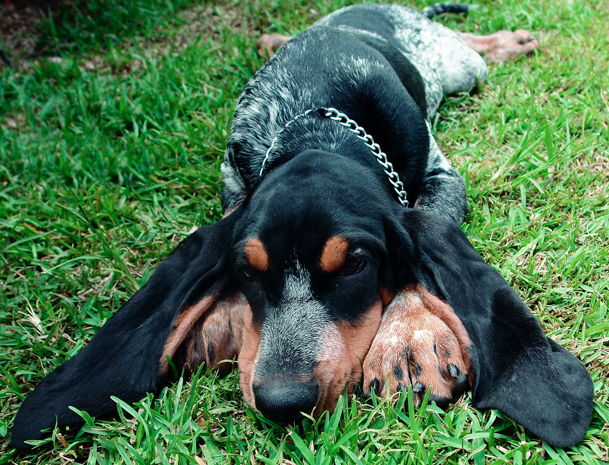 origen de la raza Gran Azul de Gascuna