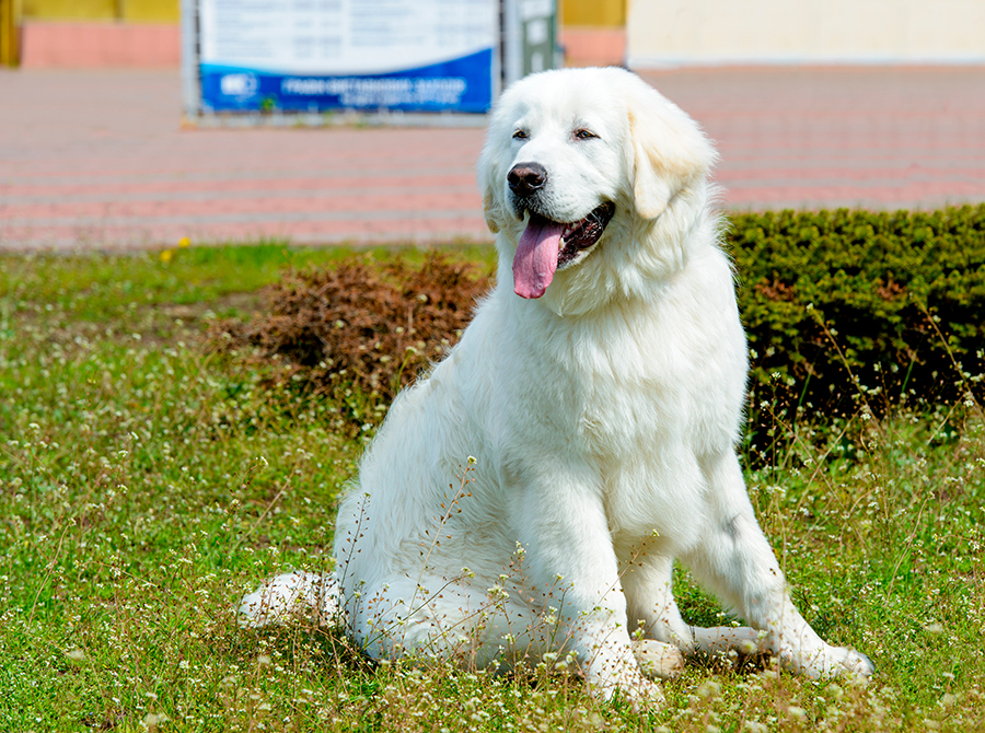 origen del Kuvasz Hungaro
