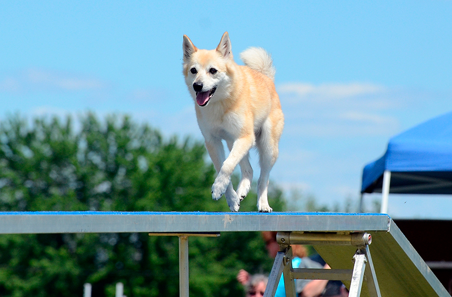 Buhund noruego en exposicion canina