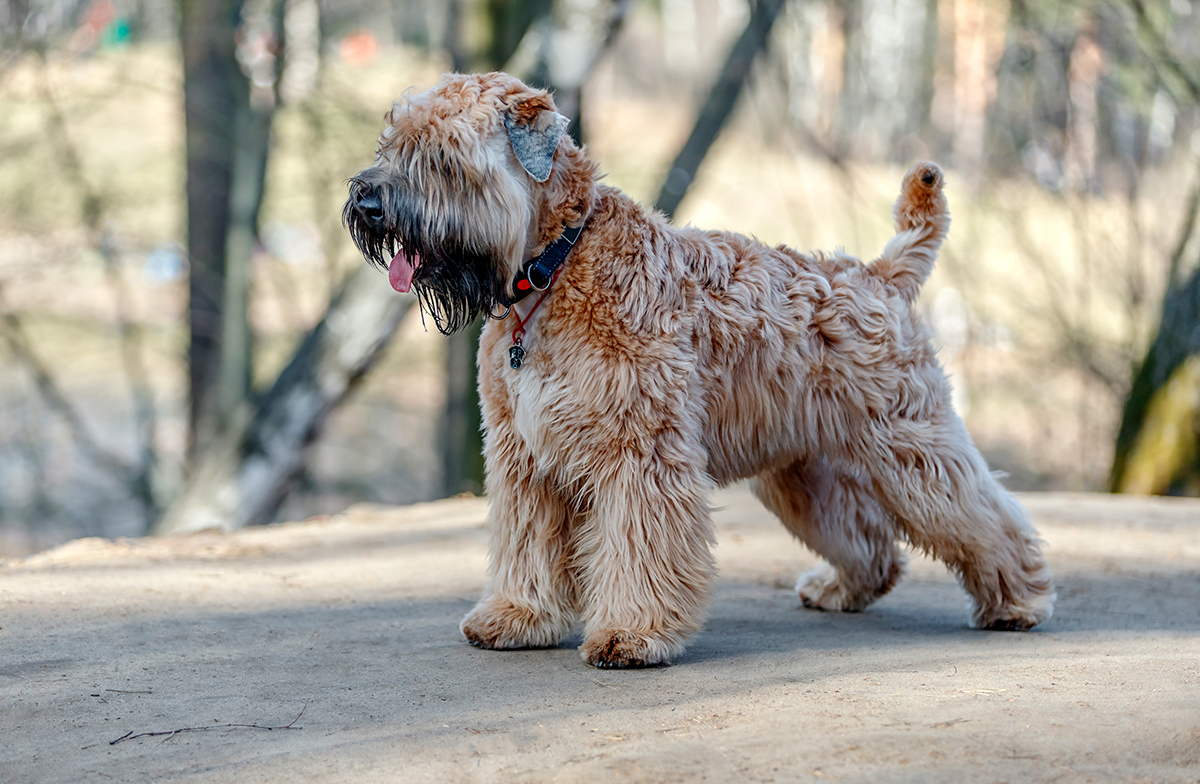 Origen del Soft Coated Wheaten Terrier Irlandes