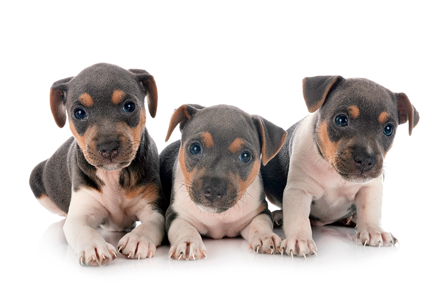 cachorros de Fox Paulistinha