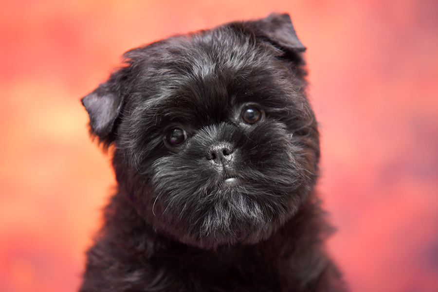 ejemplar de Affenpinscher