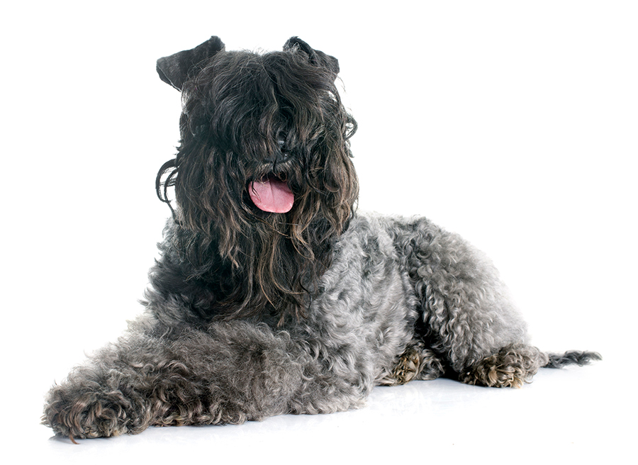 ejemplar de Kerry blue terrier