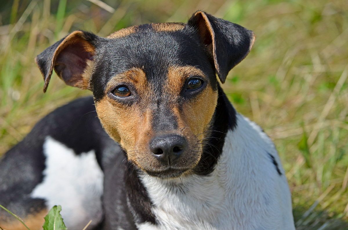 origen de la raza Fox Paulistinha