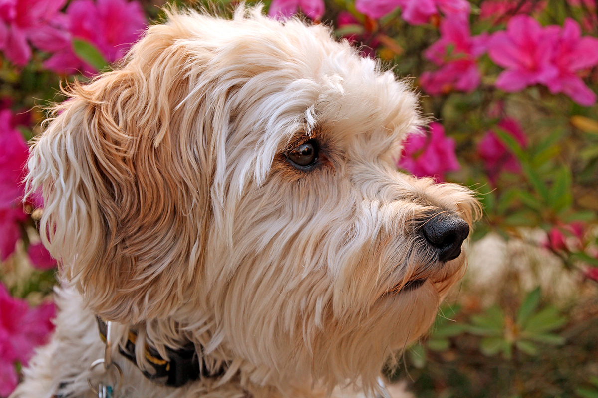 origen de la raza Schnoodle
