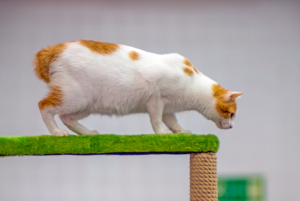 gato Bobtail japonés