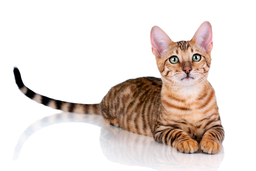 gato Toyger