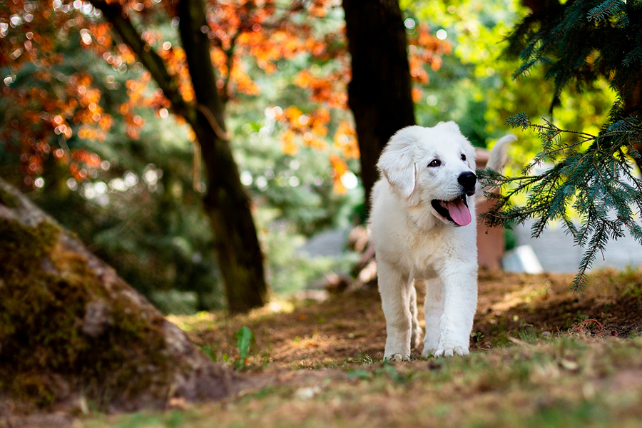 perro en el parque