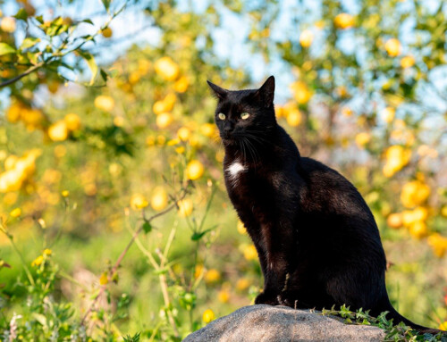 ¿Qué es un gato feral?