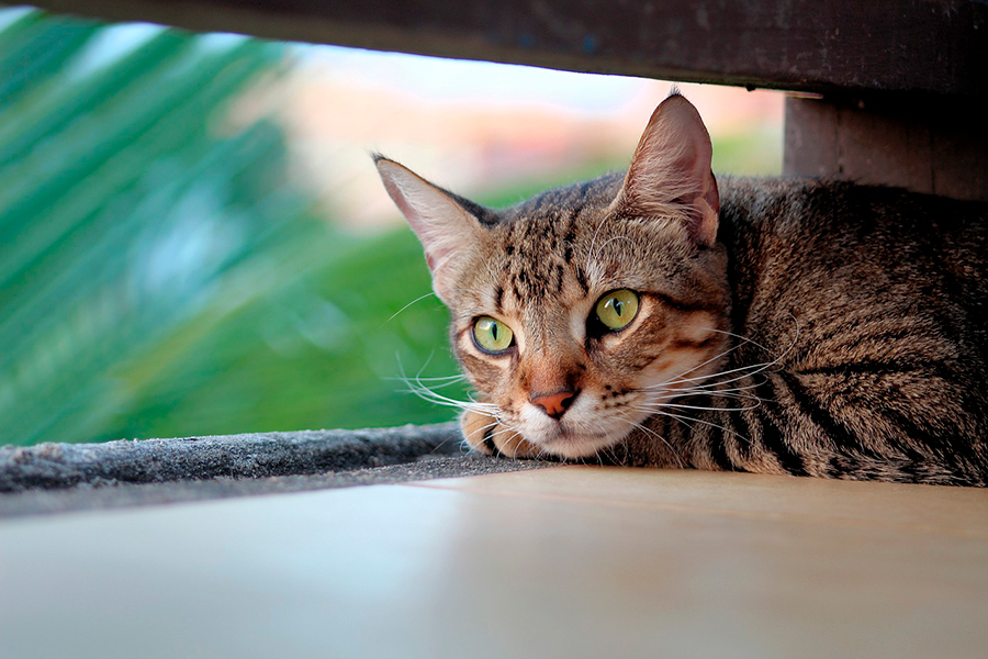 gato descansando a la sombra