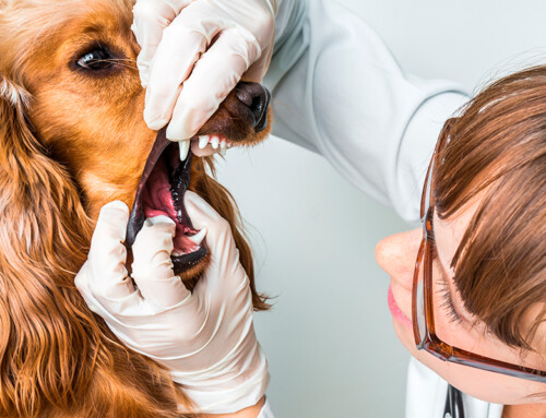 Afecciones dentales más frecuentes en perros mayores