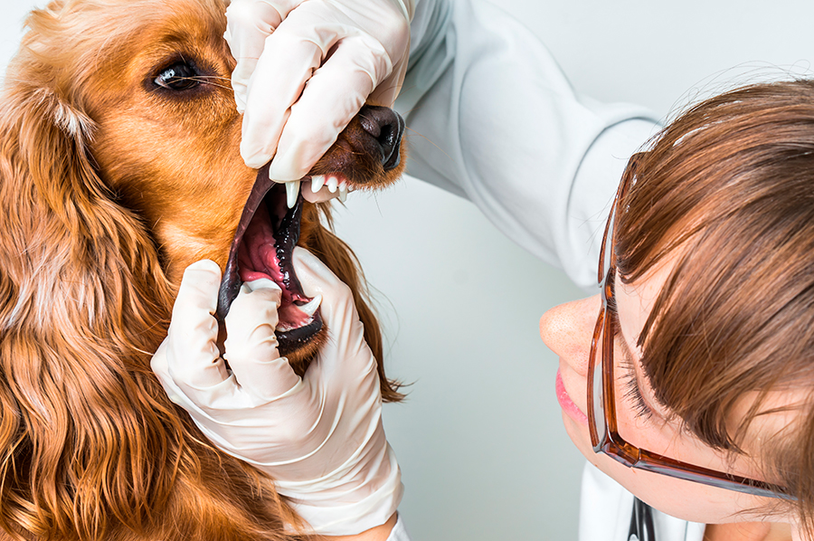 veterinario revisando dientes de perro