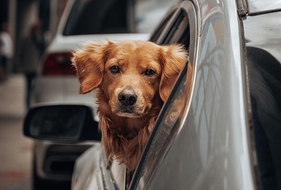 perro coche